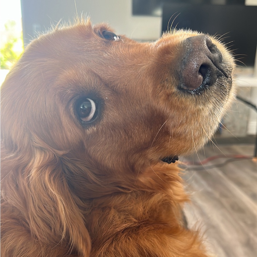 Meet your Posher, Celeste